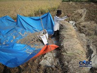 Seorang petani memanen padi di Desa Kali Putih, Bogor, Jawa Barat, Senin (10/8/2026). Lahan pertanian seluas puluhan hektar yang dikelola petani setempat untuk menanam padi mengalami gagal panen sejak awal Juni 2026 akibat kekeringan. (CNBC Indonesia