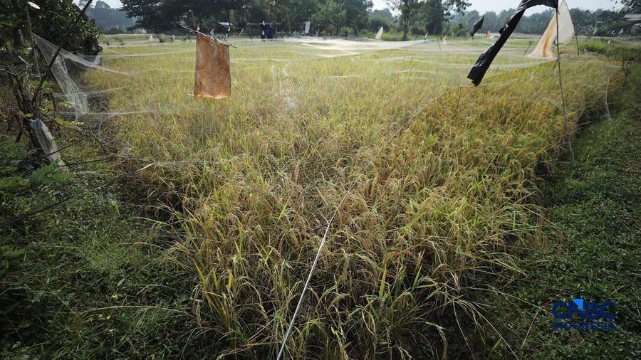 Seorang petani memanen padi di Desa Kali Putih, Bogor, Jawa Barat, Senin (10/8/2026). Lahan pertanian seluas puluhan hektar yang dikelola petani setempat untuk menanam padi mengalami gagal panen sejak awal Juni 2026 akibat kekeringan. (CNBC Indonesia