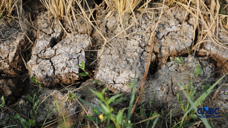Seorang petani memanen padi di Desa Kali Putih, Bogor, Jawa Barat, Senin (10/8/2026). Lahan pertanian seluas puluhan hektar yang dikelola petani setempat untuk menanam padi mengalami gagal panen sejak awal Juni 2026 akibat kekeringan. (CNBC Indonesia/Tri Susilo)