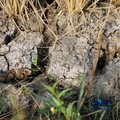Seorang petani memanen padi di Desa Kali Putih, Bogor, Jawa Barat, Senin (10/8/2026). Lahan pertanian seluas puluhan hektar yang dikelola petani setempat untuk menanam padi mengalami gagal panen sejak awal Juni 2026 akibat kekeringan. (CNBC Indonesia