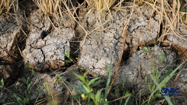 Petaka El Nino Makin Parah, Ilmuwan Peringatkan Dampaknya di Indonesia