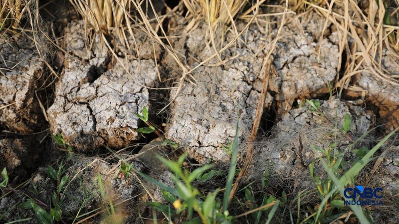 Seorang petani memanen padi di Desa Kali Putih, Bogor, Jawa Barat, Senin (10/8/2026). Lahan pertanian seluas puluhan hektar yang dikelola petani setempat untuk menanam padi mengalami gagal panen sejak awal Juni 2026 akibat kekeringan. (CNBC Indonesia