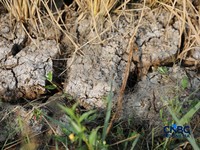 Seorang petani memanen padi di Desa Kali Putih, Bogor, Jawa Barat, Senin (10/8/2026). Lahan pertanian seluas puluhan hektar yang dikelola petani setempat untuk menanam padi mengalami gagal panen sejak awal Juni 2026 akibat kekeringan. (CNBC Indonesia