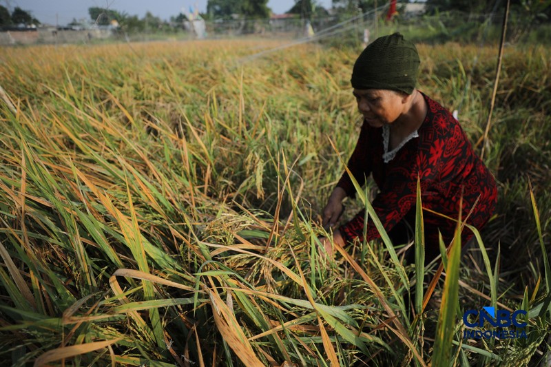 Seorang petani memanen padi di Desa Kali Putih, Bogor, Jawa Barat, Senin (10/8/2026). Lahan pertanian seluas puluhan hektar yang dikelola petani setempat untuk menanam padi mengalami gagal panen sejak awal Juni 2026 akibat kekeringan. (CNBC Indonesia/Tri Susilo)