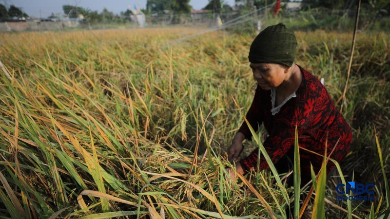 Seorang petani memanen padi di Desa Kali Putih, Bogor, Jawa Barat, Senin (10/8/2026). Lahan pertanian seluas puluhan hektar yang dikelola petani setempat untuk menanam padi mengalami gagal panen sejak awal Juni 2026 akibat kekeringan. (CNBC Indonesia