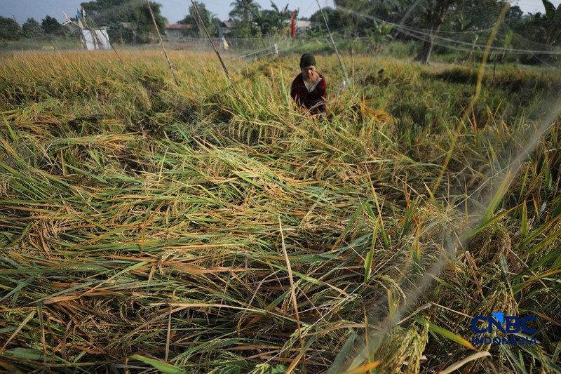 Seorang petani memanen padi di Desa Kali Putih, Bogor, Jawa Barat, Senin (10/8/2026). Lahan pertanian seluas puluhan hektar yang dikelola petani setempat untuk menanam padi mengalami gagal panen sejak awal Juni 2026 akibat kekeringan. (CNBC Indonesia/Tri Susilo)