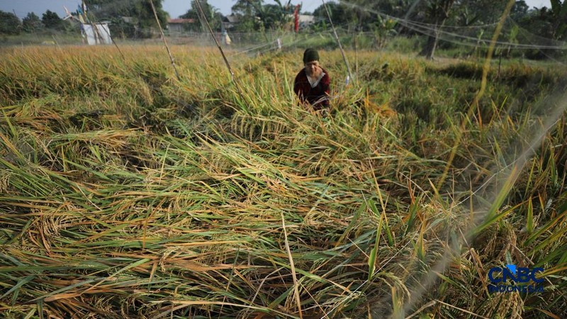 Seorang petani memanen padi di Desa Kali Putih, Bogor, Jawa Barat, Senin (10/8/2026). Lahan pertanian seluas puluhan hektar yang dikelola petani setempat untuk menanam padi mengalami gagal panen sejak awal Juni 2026 akibat kekeringan. (CNBC Indonesia