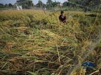 Seorang petani memanen padi di Desa Kali Putih, Bogor, Jawa Barat, Senin (10/8/2026). Lahan pertanian seluas puluhan hektar yang dikelola petani setempat untuk menanam padi mengalami gagal panen sejak awal Juni 2026 akibat kekeringan. (CNBC Indonesia
