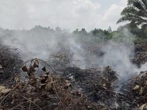 Karhutla Terjadi Tiap Hari di Kubar, Salah Satu Pemicunya Musim Bakar Ladang