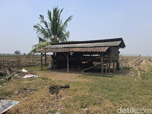 Heboh 36 Kambing Milik Warga Tergeletak Disembelih Maling di Sawah Serang