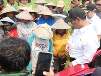 Menteri Pertanian (Mentan) Amran Sulaiman saat dalam kunjungannya ke Gresik, Jawa Timur, juga mengecek langsung lahan pertanian yang dilaporkan terdampak kekeringan lebih dari 200 hektare. (Dok. Humas Kementan)