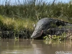 Buaya Kerap Muncul di Sidoarjo Diduga gegara Musim Kawin