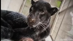 Macan Kumbang Turun Gunung Mangsa 7 Ternak di Batang