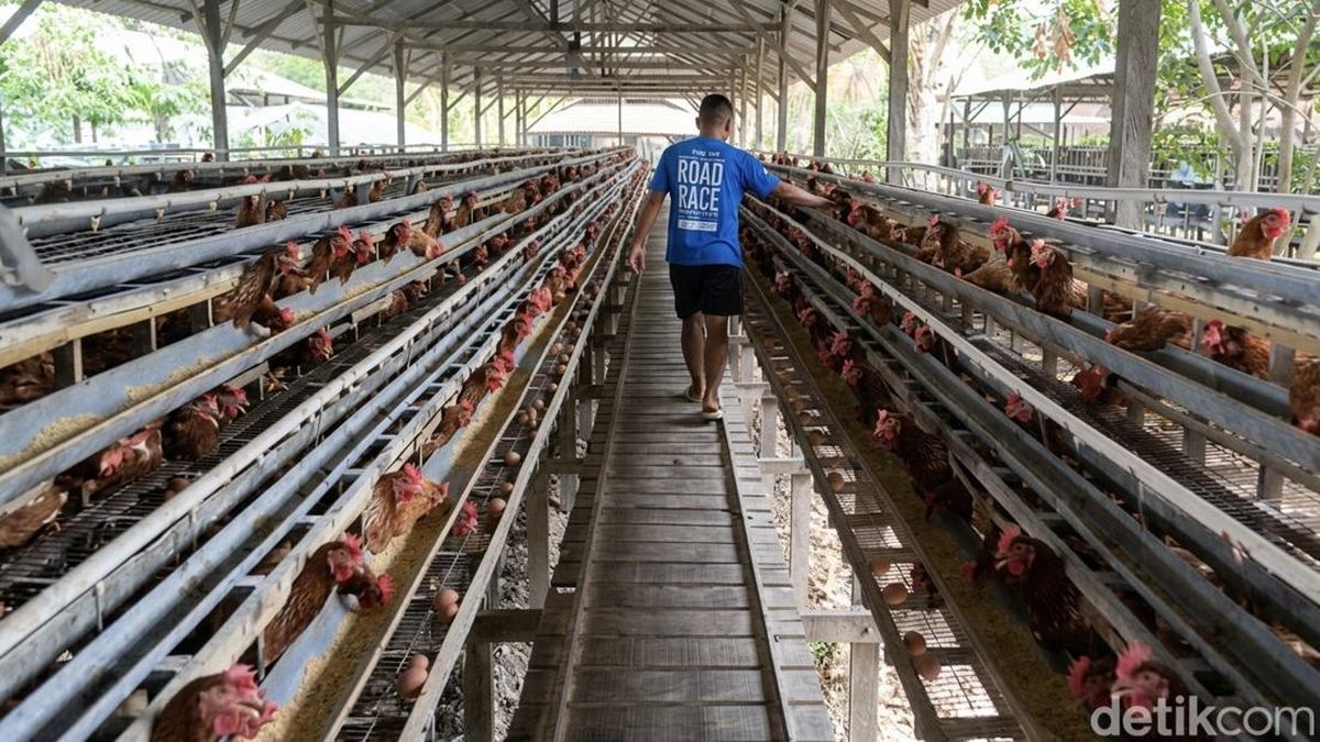 Lahan 22 Hektare di Bone Jadi Lokasi Proyek Hilirisasi Ayam — NadiKabar.com