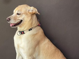 Potret John Wick Anjing Labrador di Bantul Mati Diracun Pemotor Misterius