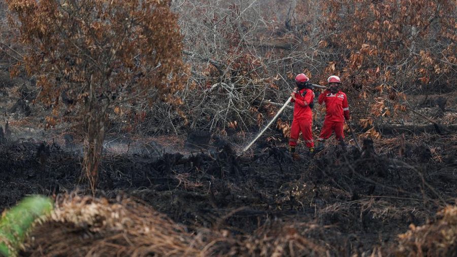 Kebakaran hutan dan lahan di Desa Tumbang Nusa, Pulang Pisau, Provinsi Kalimantan Tengah, Kamis (13/8/2026). (REUTERS/Ajeng Dinar Ulfiana)
