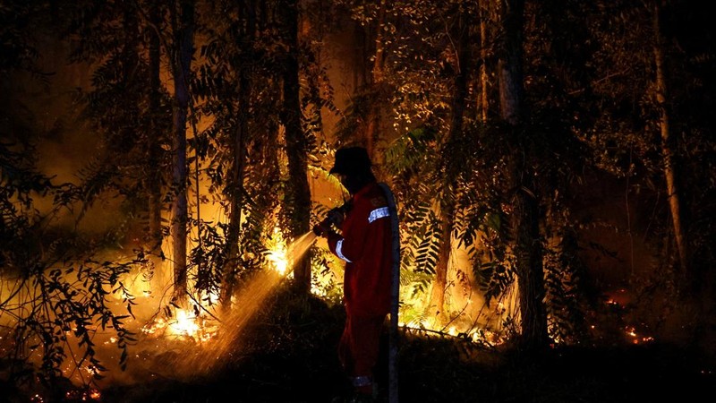 Kebakaran lahan di Pulang Pisau, Provinsi Kalimantan Tengah, Rabu (12/8/2028). (REUTERS/Ajeng Dinar Ulfiana)