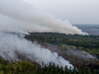 Kebakaran lahan di Pulang Pisau, Provinsi Kalimantan Tengah, Rabu (12/8/2028). (REUTERS/Ajeng Dinar Ulfiana)