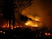 Penampakan Api Besar Hanguskan Hutan Kalimantan, Asap Membubung Tinggi