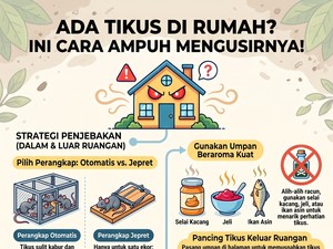 Infografis: Setiap Malam Tikus Bikin Bising di Rumah? Begini Cara Usirnya