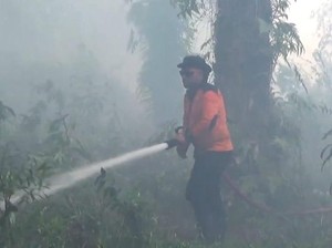 Jatuh Bangun Relawan Karhutla Padamkan Api di Kotim