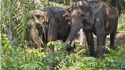 2 Gajah dari Gembira Loka Dipindah ke Tabang Zoo Kaltim, Ini Alasannya