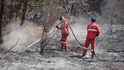 TNBTS Mulai Hitung Kerugian Karhutla Bromo