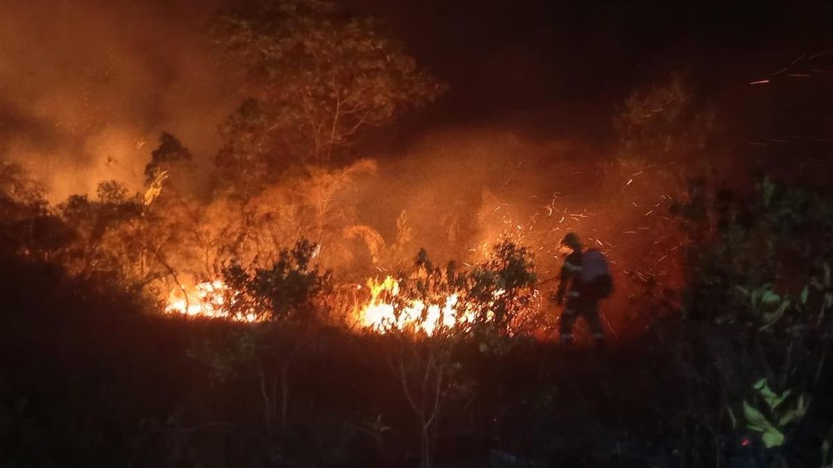 Mengapa Kebakaran Hutan Sulit Dipadamkan? Ini Alasannya Menurut Sains