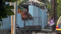 Kabur ke Jalan Raya, Orang Utan Solo Safari Lepas Pengaman Elektrik Sendiri