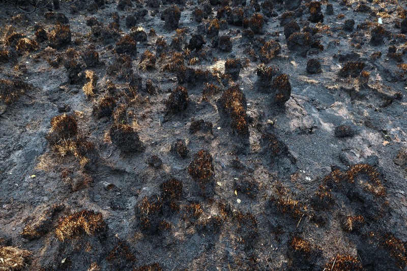 Pesawat Angkata Udara Belgia melakukan pemadaman api yang membakar hutan di wilayah High Fens, Belgia, Senin (17/8/2026). (Polisi Federal Belgia/Handout via REUTERS)