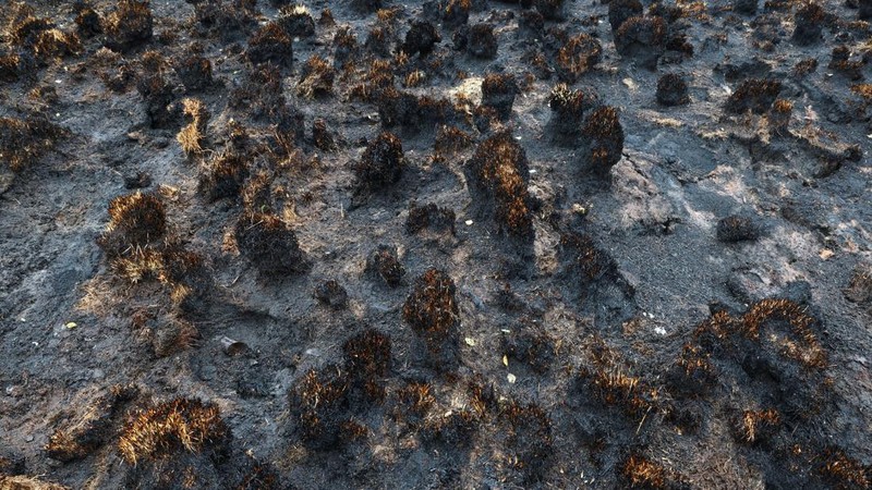 Petugas kebakaran memadamkan api dekat Waimes, di wilayah High Fens (Hautes Fagnes), Belgia, Senin (17/8/2026). (REUTERS/Yves Herman)