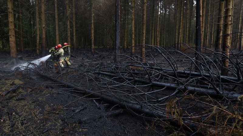 Petugas kebakaran memadamkan api dekat Waimes, di wilayah High Fens (Hautes Fagnes), Belgia, Senin (17/8/2026). (REUTERS/Yves Herman)