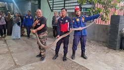 Aksi Heroik Pak Camat Bagelen Purworejo Tangkap King Cobra di Rumah Warga