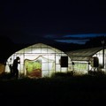 Greenhouses are illuminated as workers harvest gerbera flowers at night at the Nikko Engei flower farm in Nikko, Tochigi Prefecture, Japan, August 8, 2026. Some farmers in Japan are shifting work to cooler hours after sunset as increasingly intense s