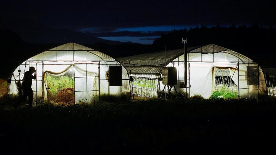 Greenhouses are illuminated as workers harvest gerbera flowers at night at the Nikko Engei flower farm in Nikko, Tochigi Prefecture, Japan, August 8, 2026. Some farmers in Japan are shifting work to cooler hours after sunset as increasingly intense s