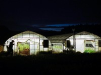 Greenhouses are illuminated as workers harvest gerbera flowers at night at the Nikko Engei flower farm in Nikko, Tochigi Prefecture, Japan, August 8, 2026. Some farmers in Japan are shifting work to cooler hours after sunset as increasingly intense s
