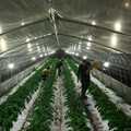 Motoaki Iijima, 36, owner of the Nikko Engei flower farm, and employees harvest gerbera flowers inside an illuminated greenhouse at night in Nikko, Tochigi Prefecture, Japan, August 8, 2026. REUTERS/Issei Kato  SEARCH "KATO JAPAN FARMERS" FOR THIS ST