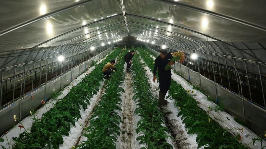 Motoaki Iijima, 36, owner of the Nikko Engei flower farm, and employees harvest gerbera flowers inside an illuminated greenhouse at night in Nikko, Tochigi Prefecture, Japan, August 8, 2026. REUTERS/Issei Kato  SEARCH "KATO JAPAN FARMERS" FOR THIS ST