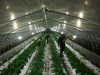 Motoaki Iijima, 36, owner of the Nikko Engei flower farm, and employees harvest gerbera flowers inside an illuminated greenhouse at night in Nikko, Tochigi Prefecture, Japan, August 8, 2026. REUTERS/Issei Kato  SEARCH "KATO JAPAN FARMERS" FOR THIS ST