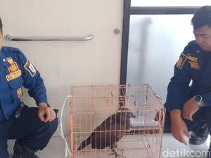 Tim Damkar Evakuasi Elang Brontok Nyasar ke Permukiman Tegalyoso Klaten