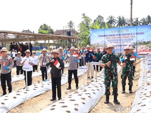 Ditanam Serentak di 17 Provinsi, Gianyar Jadi Pioner Tani Bawang Putih di Bali