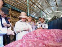 Menteri Pertanian sekaligus Kepala Badan Pangan Nasional (Bapanas) Amran Sulaiman, kini menggelontorkan dukungan Rp55,65 miliar untuk pengembangan kawasan bawang putih di Kabupaten Lombok Timur, Nusa Tenggara Barat (NTB). (Kementan)