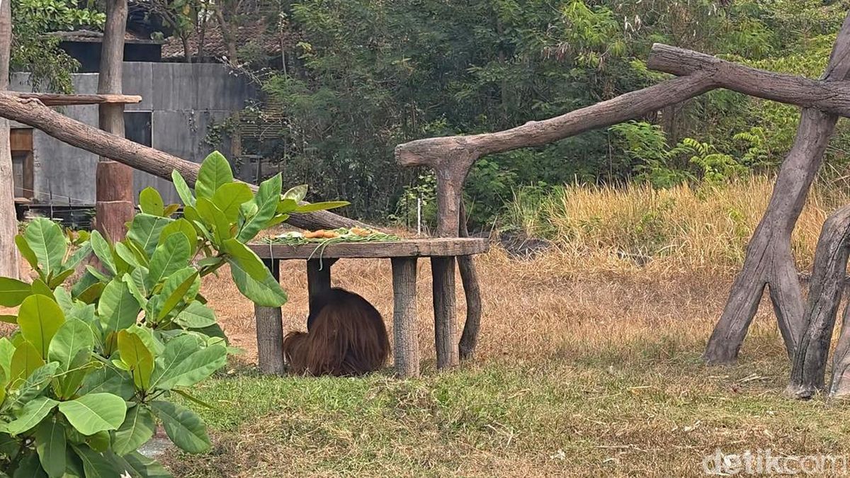 Cerdiknya Orang Utan Solo Safari Kabur Modal Ranting Pohon