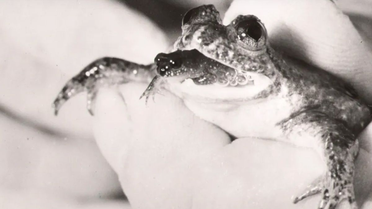 Kisah Katak Unik yang Melahirkan Lewat Mulut