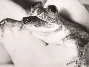 Kisah Katak Unik yang Melahirkan Lewat Mulut