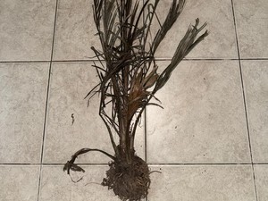 2 Orang Jadi Tersangka Kasus Pembakaran Lahan di Bengkalis, Langsung Ditahan