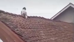 Aksi Balita Bak Spiderman Panjat Atap Bikin Heboh di Wonosobo