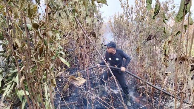 Kalimantan Dikepung Kebakaran Hutan, Petugas Berjibaku Padamkan Api