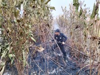 Petugas dari tim gabungan berupaya memadamkan api yang membakar lahan di wilayah Kabupaten Penajam Paser Utara, Provinsi Kalimantan Timur, pada Rabu (19/8). (Dok: BPBD Kabupaten Penajam Paser Utara, Kalimantan)