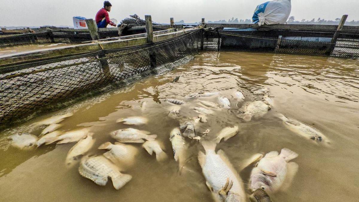 Kemarau Picu Ribuan Ikan Keramba Mati di Sungai Batanghari